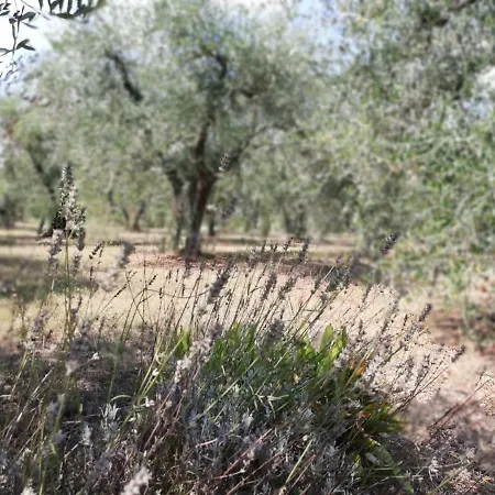 Nel Chianti Lungo La Francigena Colle Val D'Elsa